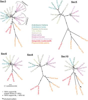 Evolution of the Land Plant Exocyst Complexes